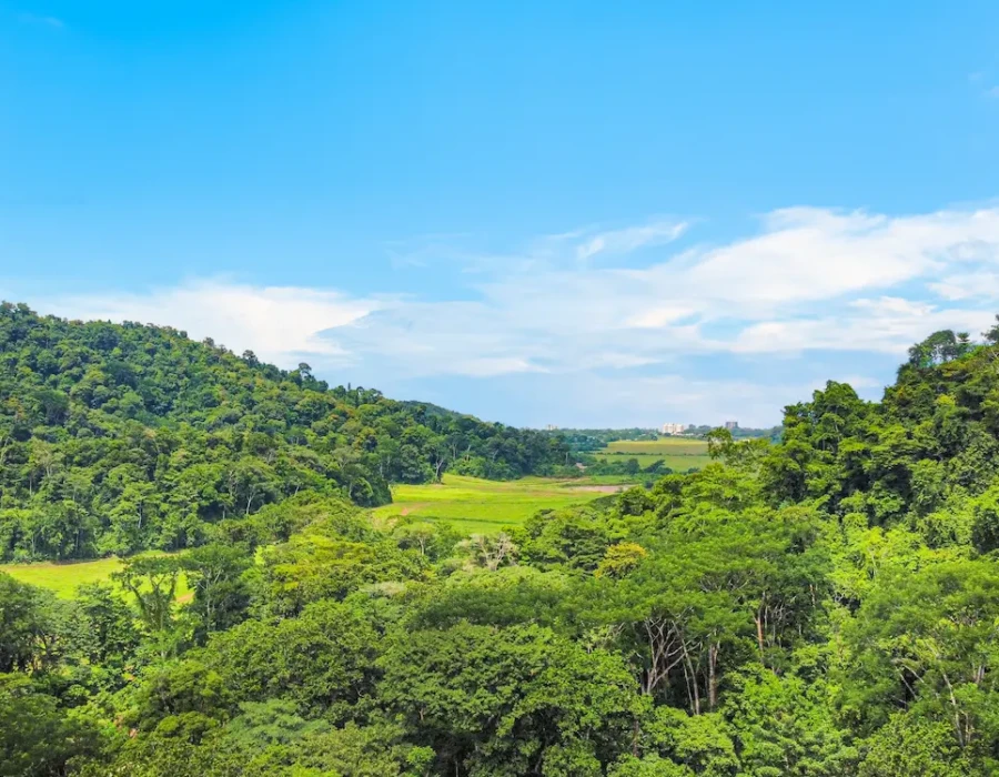 Drone view of the lush jungle surroundings of Seven Ranch